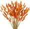 120pcs Dried Bunny Tails Flowers Orange Lagurus Ovatus Tail Dried Flowers Pampas Grass Natural Dried Floral Arrangement
